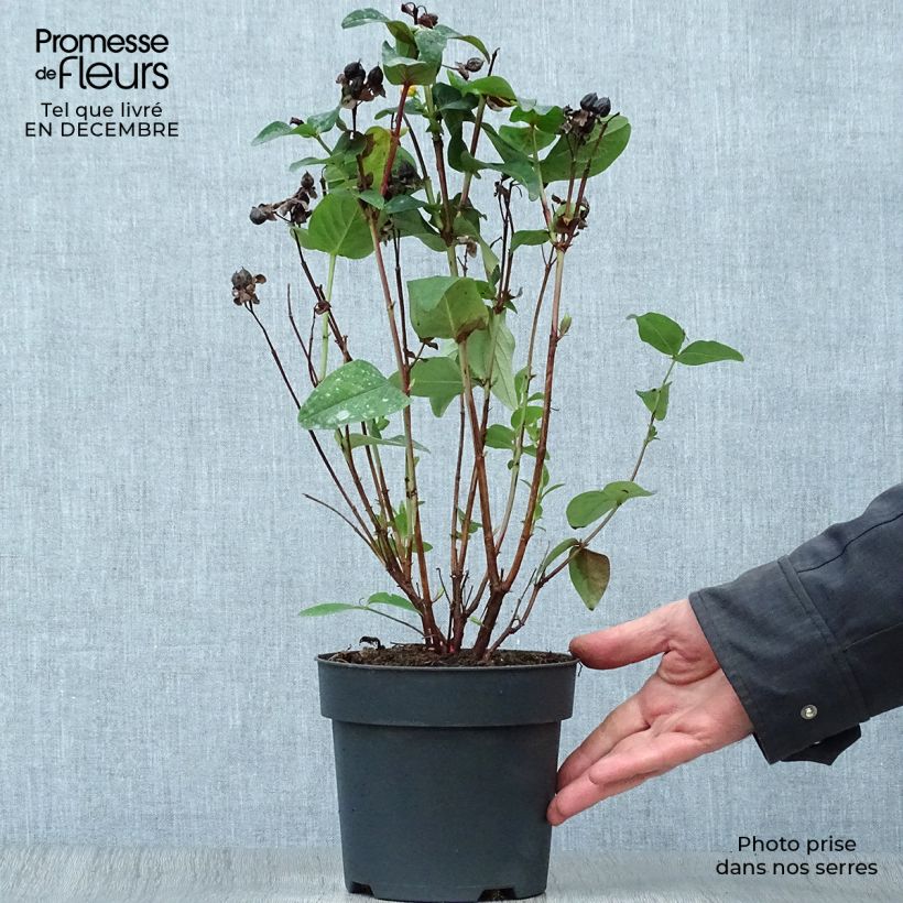 Exemplar von Hypericum Magical Red Flame - Johanniskraut Topf mit 2L/3L wie im Winter geliefert