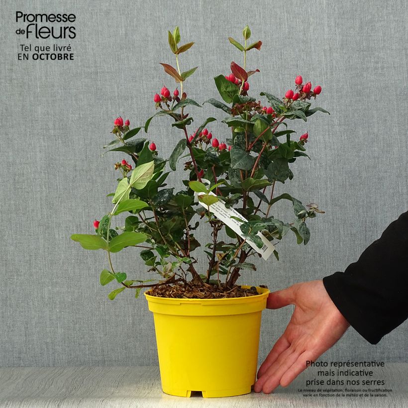 Exemplar von Hypericum Magical Red Flame - Johanniskraut Topf mit 2L/3L wie im Herbst geliefert