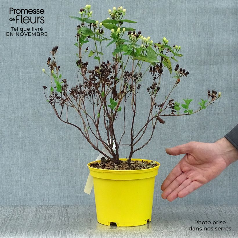 Exemplar von Hypericum Magical Sunshine - Johanniskraut Topf mit 2L/3L wie im Herbst geliefert