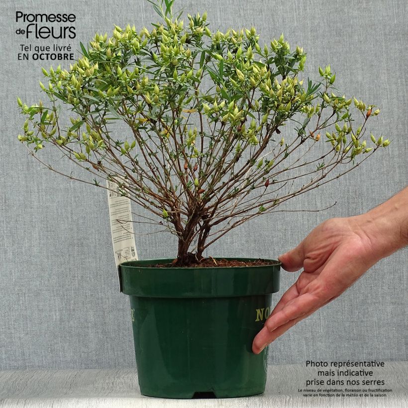 Exemplar von Hypericum kalmianum Blue Velvet - Johanniskraut Topf mit 2L/3L wie im Herbst geliefert