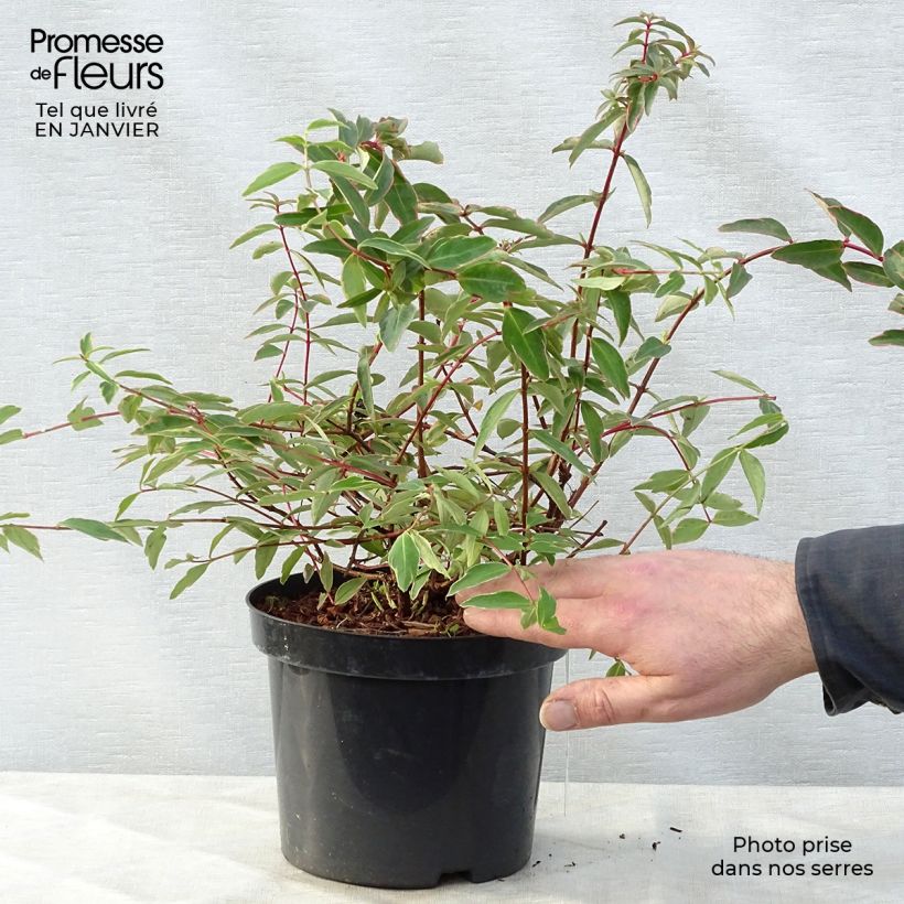 Exemplar von Hypericum moserianum Tricolor - Johanniskraut Topf mit 3L/4L wie im Winter geliefert