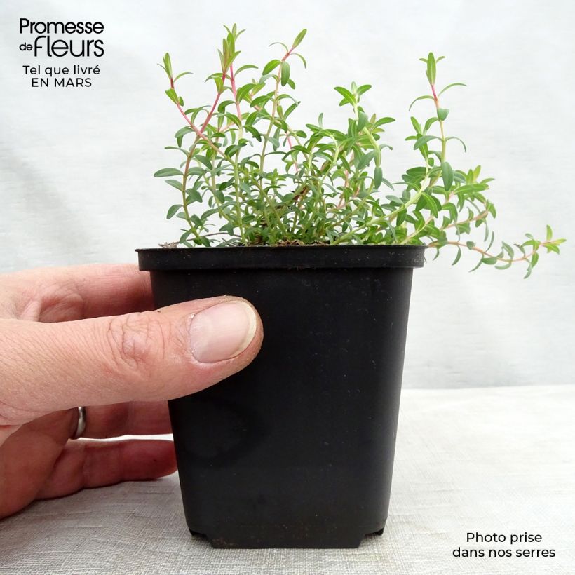 Exemplar von Hypericum olympicum Citrinum - Johanniskraut Kleine Töpfe von 8/9 cm wie im Frühjahr geliefert