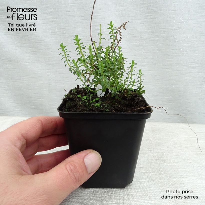 Exemplar von Hypericum olympicum - Johanniskraut Kleine Töpfe von 8/9 cm wie im Winter geliefert