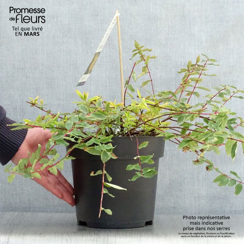 Exemplar von Hypericum moserianum Little Misstery - Johanniskraut Topf mit 4L/5L wie im Frühjahr geliefert
