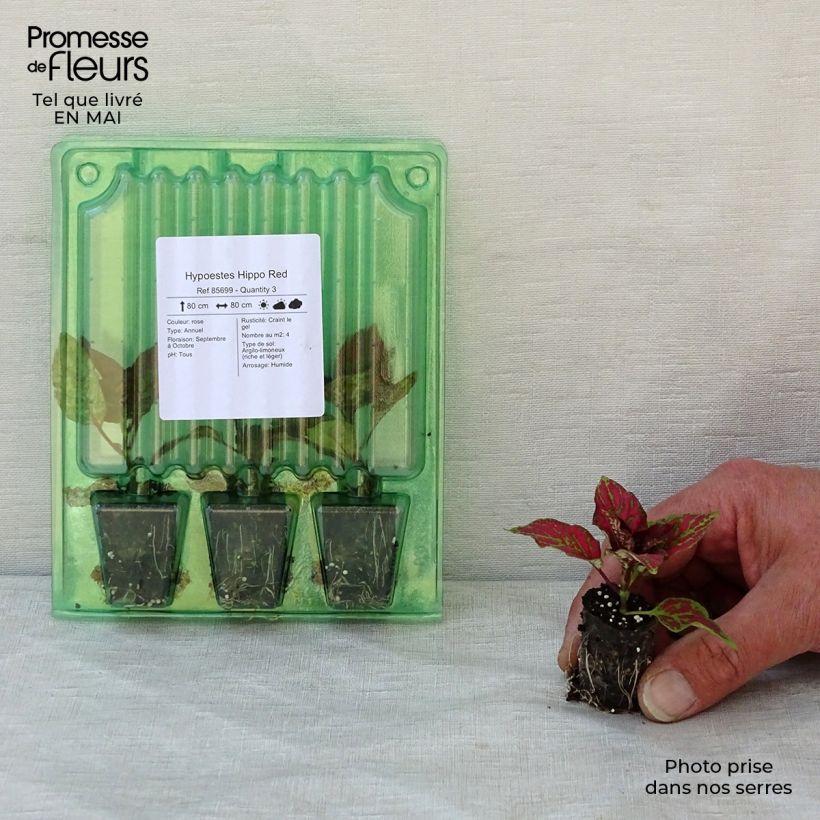 Exemplar von Hypoestes phyllostachya Hippo Red Mini-Plug Ø 3/4 cm wie im Frühjahr geliefert