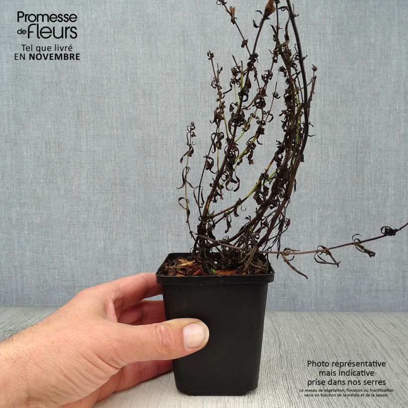 Exemplar von Ysop - Hyssopus officinalis Kleine Töpfe von 8/9 cm wie im Herbst geliefert