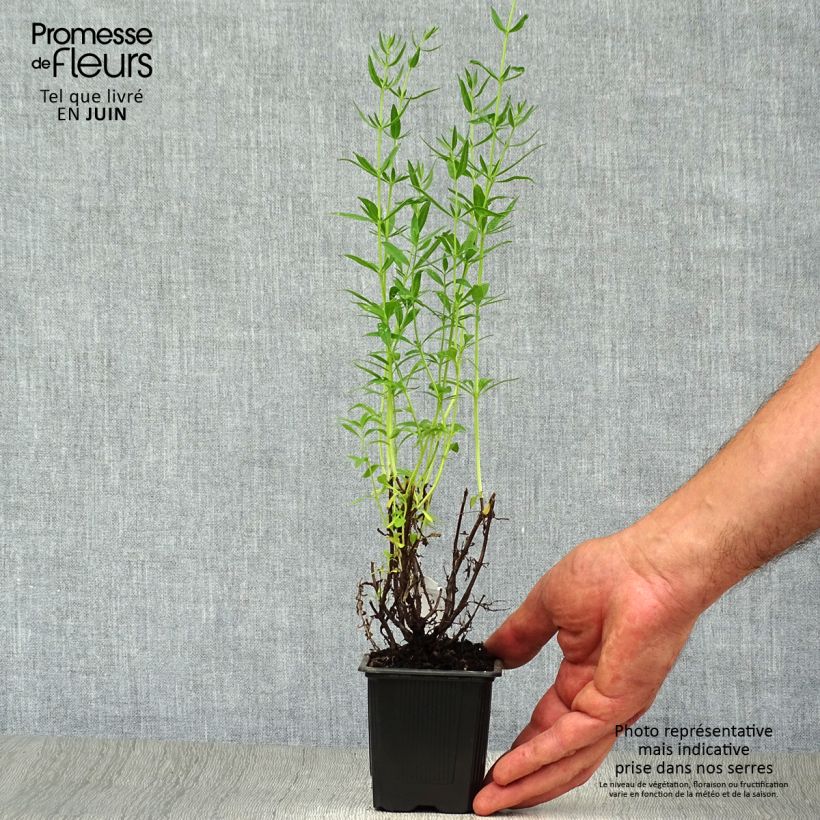 Exemplar von Ysop - Hyssopus officinalis Kleine Töpfe von 8/9 cm wie im Sommer geliefert