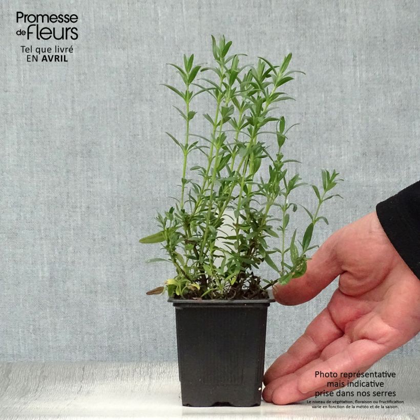 Exemplar von Ysop - Hyssopus officinalis Kleine Töpfe von 8/9 cm wie im Frühjahr geliefert