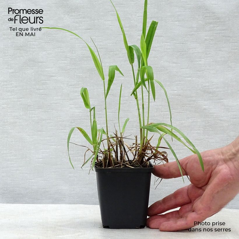 Exemplar von Hystrix patula - Flaschenbürstengras Kleine Töpfe von 8/9 cm wie im Frühjahr geliefert