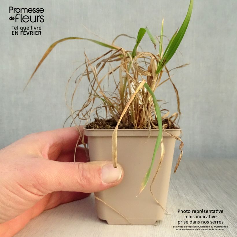 Exemplar von Hystrix patula - Flaschenbürstengras Kleine Töpfe von 8/9 cm wie im Winter geliefert