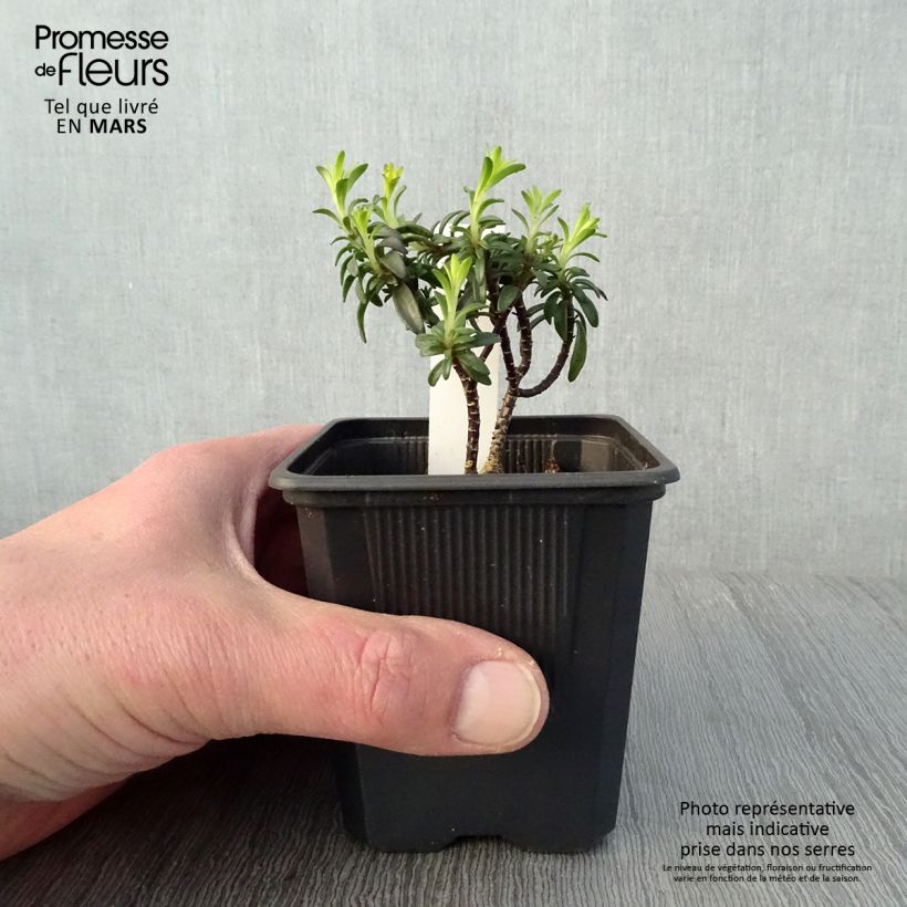 Exemplar von Iberis Absolutely Amethyst - Immergrüne Schleifenblume Kleine Töpfe von 8/9 cm wie im Frühjahr geliefert