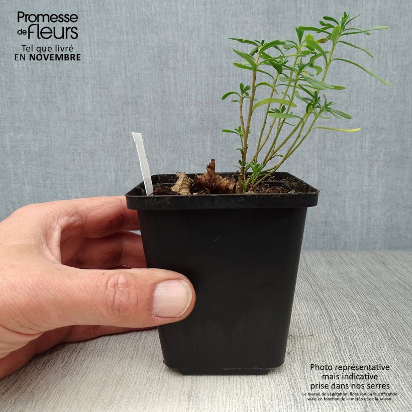 Exemplar von Iberis sempervirens Snowflake - Immergrüne Schleifenblume Kleine Töpfe von 8/9 cm wie im Herbst geliefert