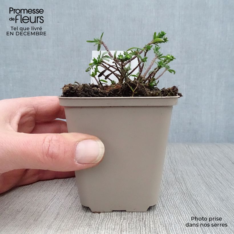 Exemplar von Iberis sempervirens Snowflake - Immergrüne Schleifenblume Kleine Töpfe von 8/9 cm wie im Winter geliefert