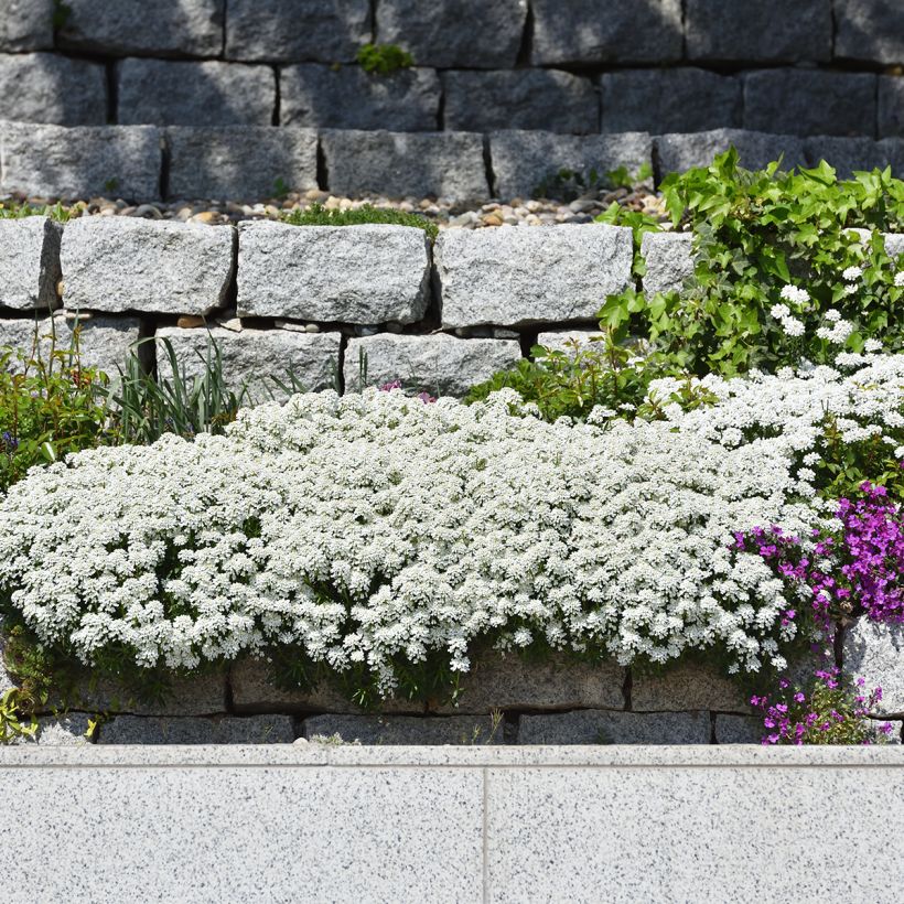 Iberis sempervirens - Immergrüne Schleifenblume (Hafen)