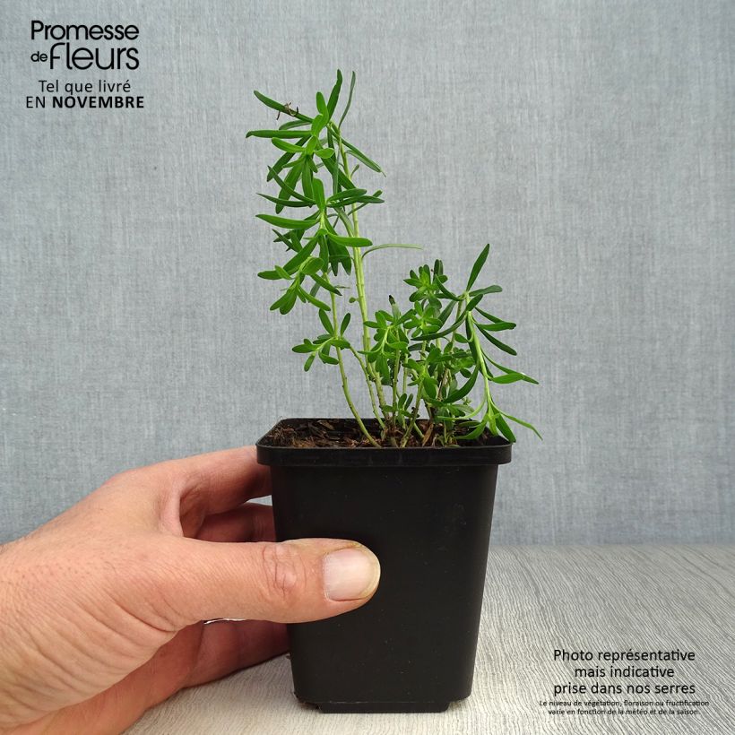Exemplar von Iberis sempervirens - Immergrüne Schleifenblume Kleine Töpfe von 8/9 cm wie im Herbst geliefert