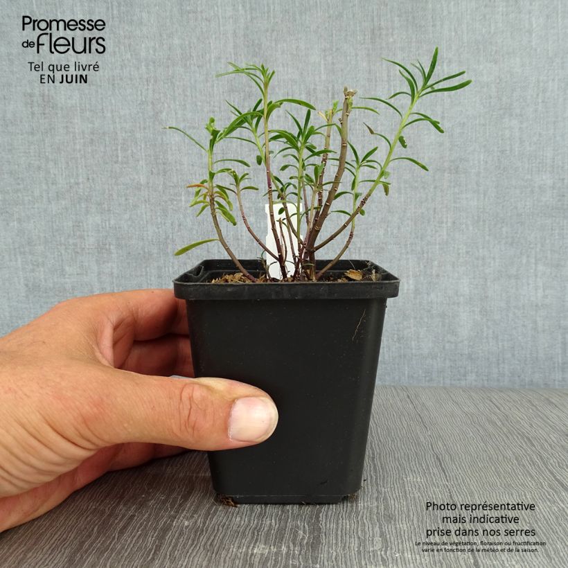 Exemplar von Iberis sempervirens - Immergrüne Schleifenblume Kleine Töpfe von 8/9 cm wie im Sommer geliefert