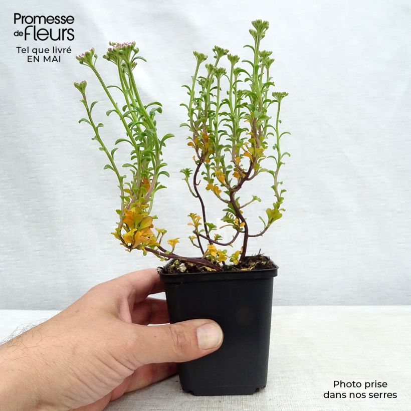 Exemplar von Iberis sempervirens Pink Ice - Immergrüne Schleifenblume Kleine Töpfe von 8/9 cm wie im Frühjahr geliefert