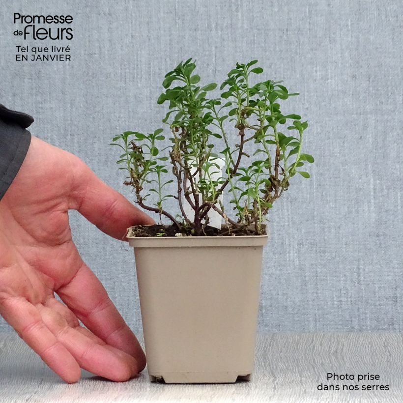 Exemplar von Iberis sempervirens Pink Ice - Immergrüne Schleifenblume Kleine Töpfe von 8/9 cm wie im Winter geliefert