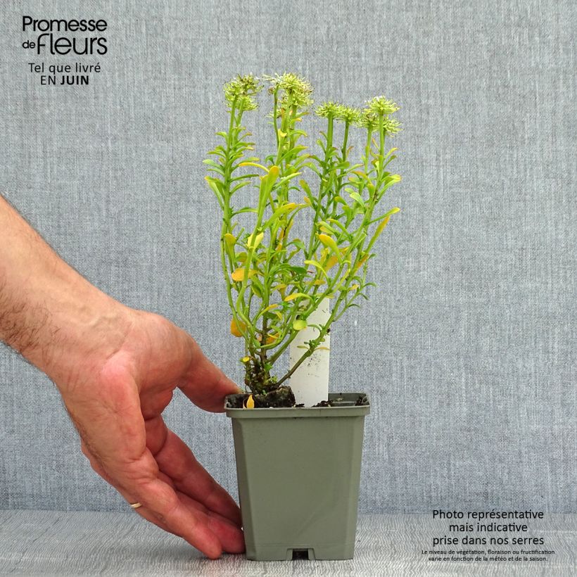 Exemplar von Iberis sempervirens Pink Ice - Immergrüne Schleifenblume Kleine Töpfe von 8/9 cm wie im Sommer geliefert