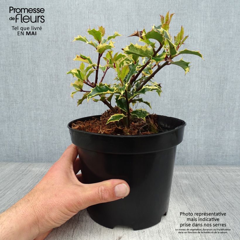 Exemplar von Stechpalme Madame Briot - Ilex aquifolium Topf mit 3L/4L wie im Frühjahr geliefert