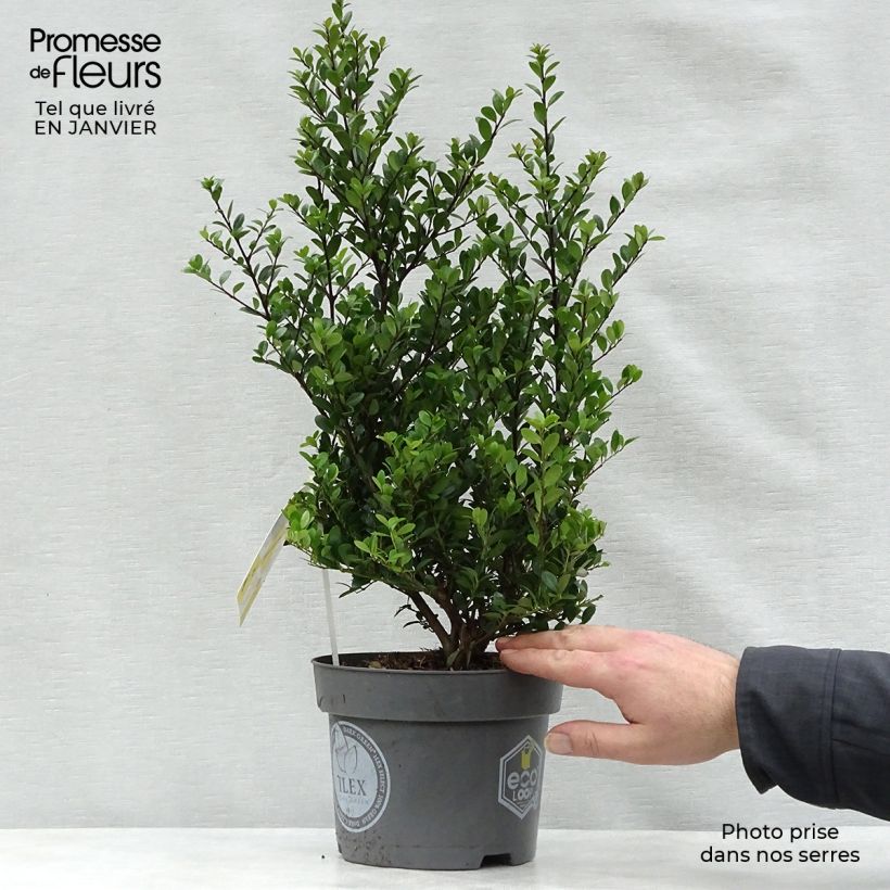 Exemplar von Japanische Stechpalme Dark Green - Ilex crenata Topf mit 2L/3L wie im Winter geliefert