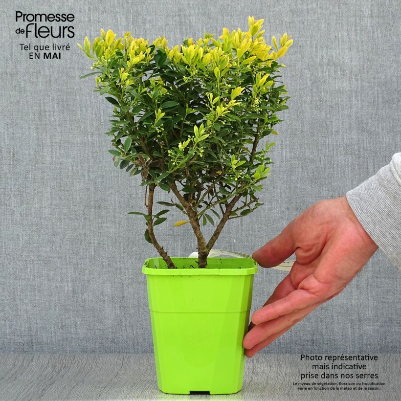 Exemplar von Japanische Stechpalme Lingold - Ilex crenata Topf mit 1L/1,5L wie im Frühjahr geliefert