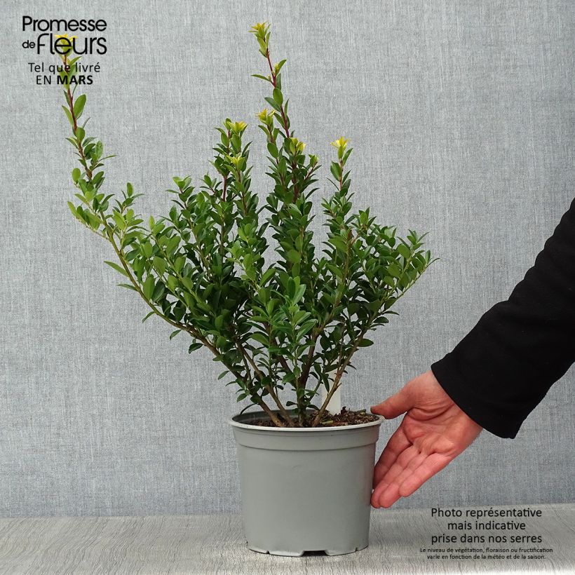 Exemplar von Ilex maximowicziana Kanehirae - Stechpalme Topf mit 3L/4L wie im Winter geliefert