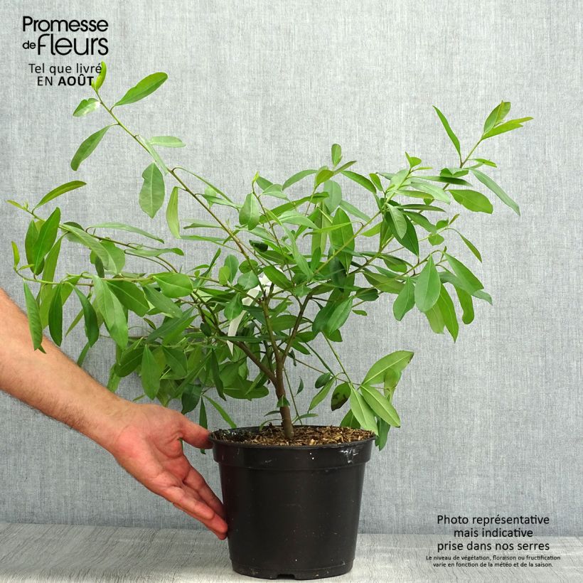Exemplar von Ilex paraguariensis - Mateteestrauch Topf mit 3L/4L wie im Sommer geliefert