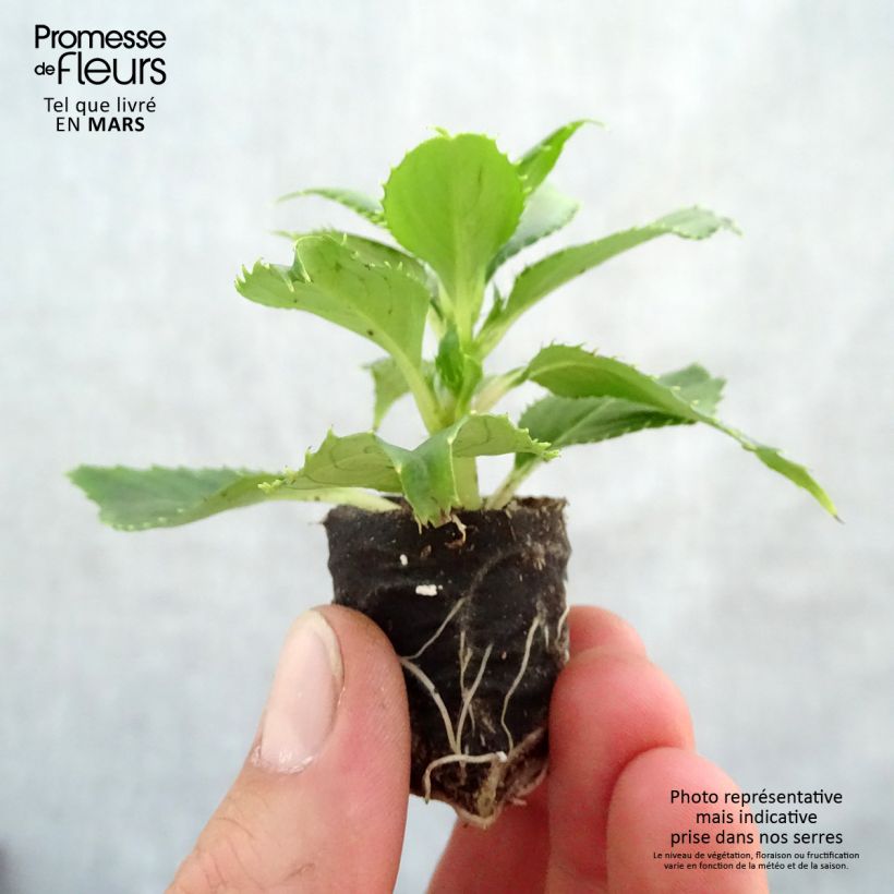 Exemplar von Sonnenlieschen SunPatiens Vigorous Clear White - Impatiens Mini-Plug Ø 3/4 cm wie im Frühjahr geliefert