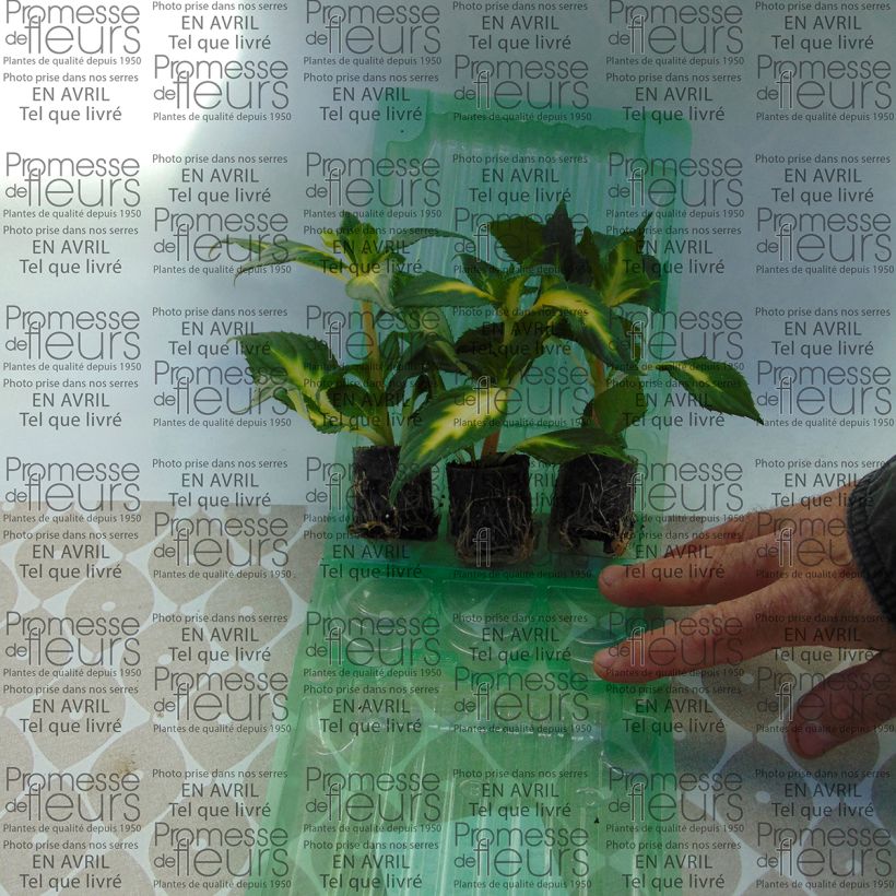 Beispiel eines Exemplars von Sonnenlieschen SunPatiens Vigorous White Variegated - Impatiens Mini-Plug Ø 3/4 cm wie geliefert