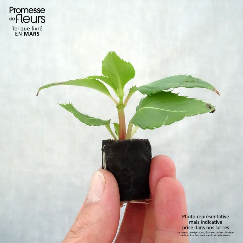 Exemplar von Sonnenlieschen Sunpatiens Compact Electric Orange - Impatiens Mini-Plug Ø 3/4 cm wie im Frühjahr geliefert