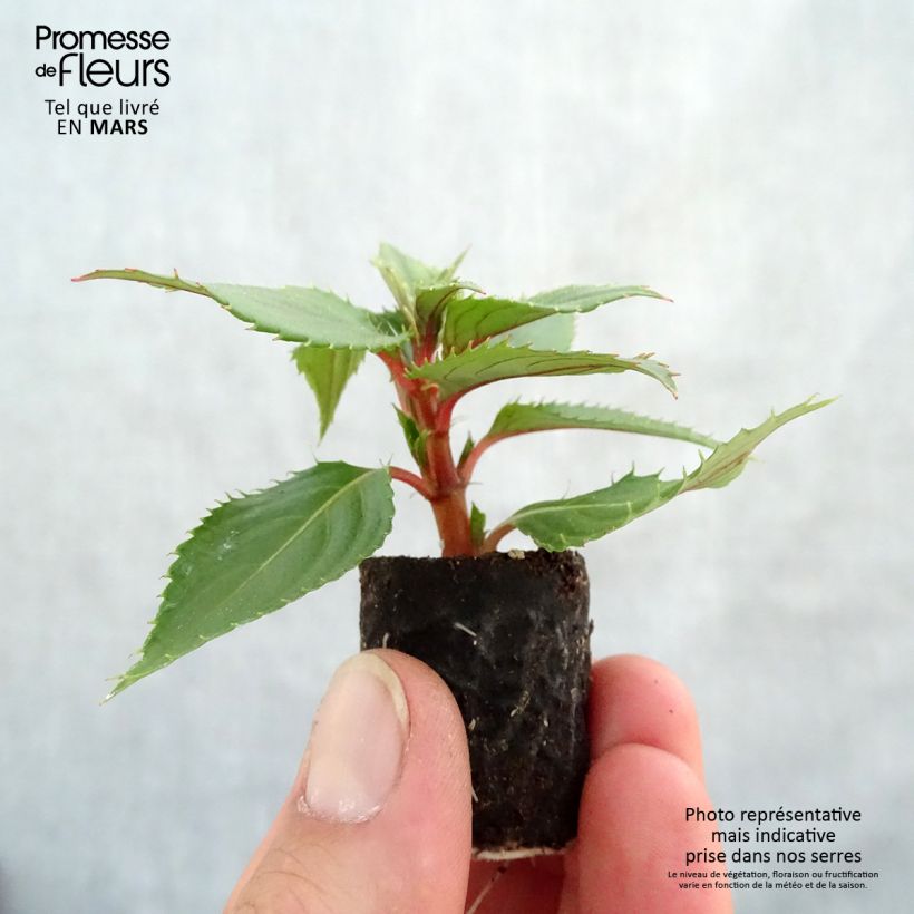 Exemplar von Sonnenlieschen SunPatiens Vigorous Pink Pearl - Impatiens Mini-Plug Ø 3/4 cm wie im Frühjahr geliefert