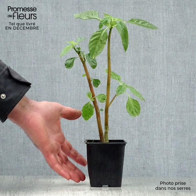 Exemplar von Impatiens niamniamensis - Springkraut Kleine Töpfe von 7/8 cm wie im Winter geliefert