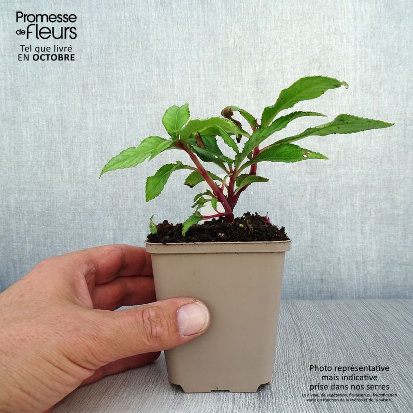 Exemplar von Impatiens omeiana Ice Storm - Springkraut Kleine Töpfe von 8/9 cm wie im Herbst geliefert