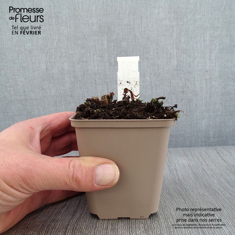 Exemplar von Impatiens omeiana Ice Storm - Springkraut Kleine Töpfe von 8/9 cm wie im Winter geliefert