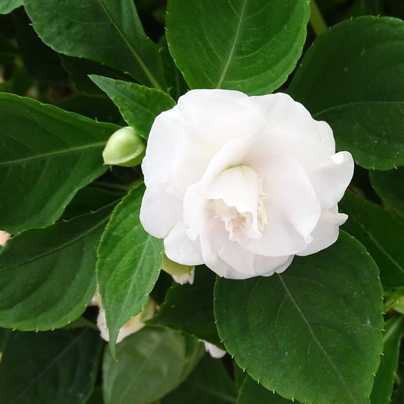 Fleißige Lieschen Double Walleriana blanc - Impatiens (Blüte)