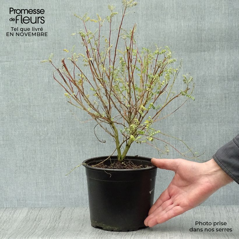 Exemplar von Indigofera heterantha - Himalaya -Indigostrauch Topf mit 2L/3L wie im Herbst geliefert
