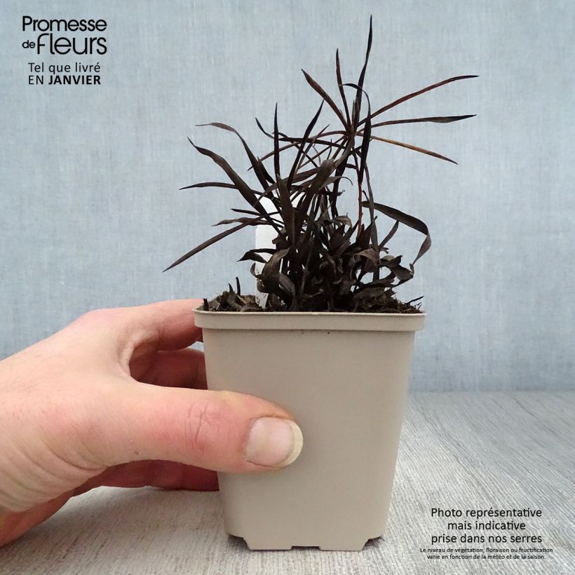 Exemplar von Inula ensifolia - Schwert-Alant Kleine Töpfe von 8/9 cm wie im Winter geliefert