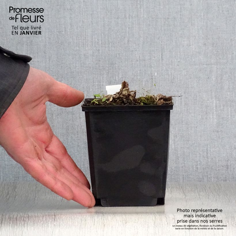 Exemplar von Inula magnifica - Hoher Alant Kleine Töpfe von 8/9 cm wie im Winter geliefert