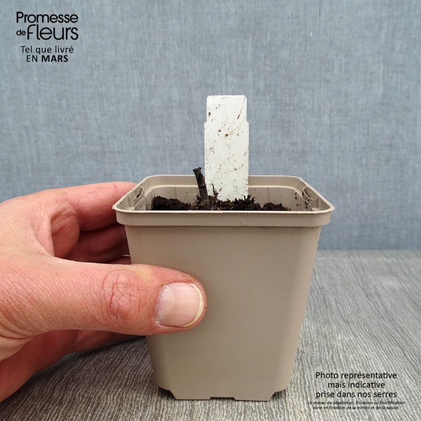 Exemplar von Inula orientalis - Orientalischer Alant Kleine Töpfe von 8/9 cm wie im Winter geliefert