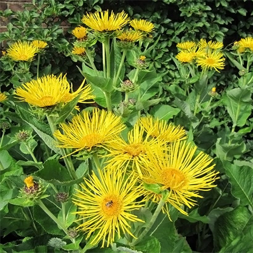 Inula racemosa Sonnenspeer - Traubiger Alant (Blüte)
