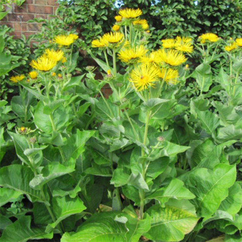 Inula racemosa Sonnenspeer - Traubiger Alant (Hafen)