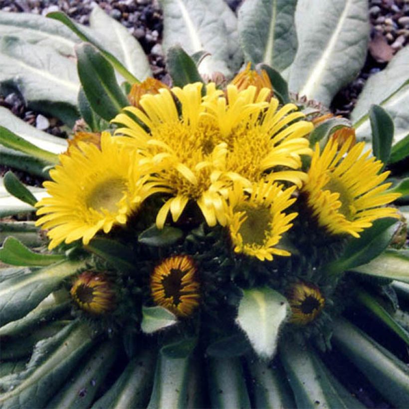 Inula rhizocephala - Alant (Blüte)