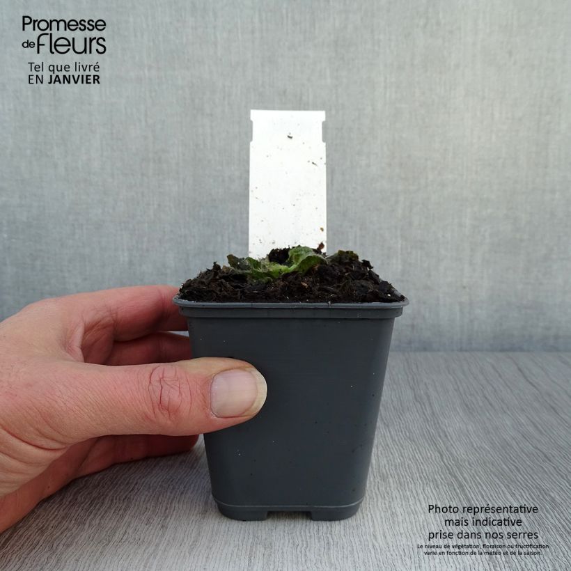 Exemplar von Inula rhizocephala - Alant Kleine Töpfe von 8/9 cm wie im Winter geliefert