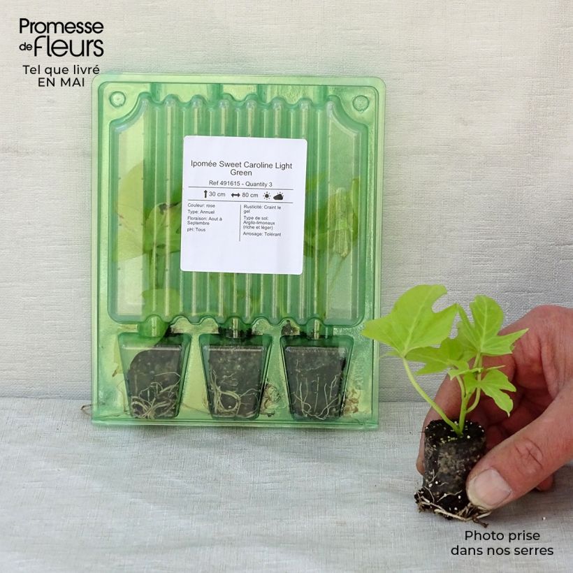 Exemplar von Zier-Süßkartoffel Sweet Caroline Light Green - Ipomoea batatas Mini-Plug Ø 3/4 cm wie im Frühjahr geliefert