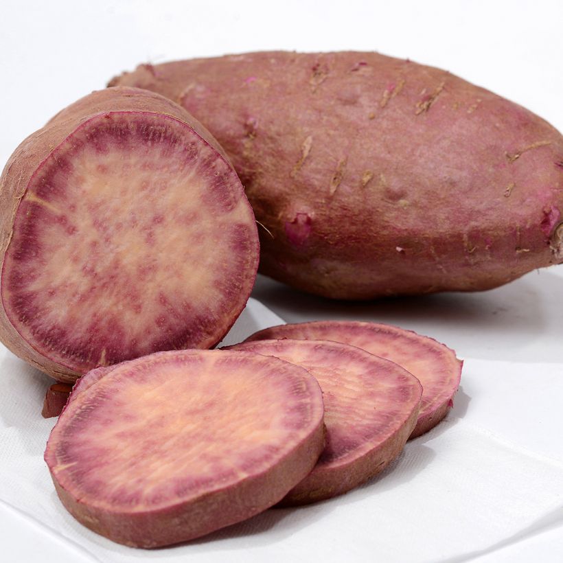 Süßkartoffel Sakura - Ipomoea batatas (Ernte)