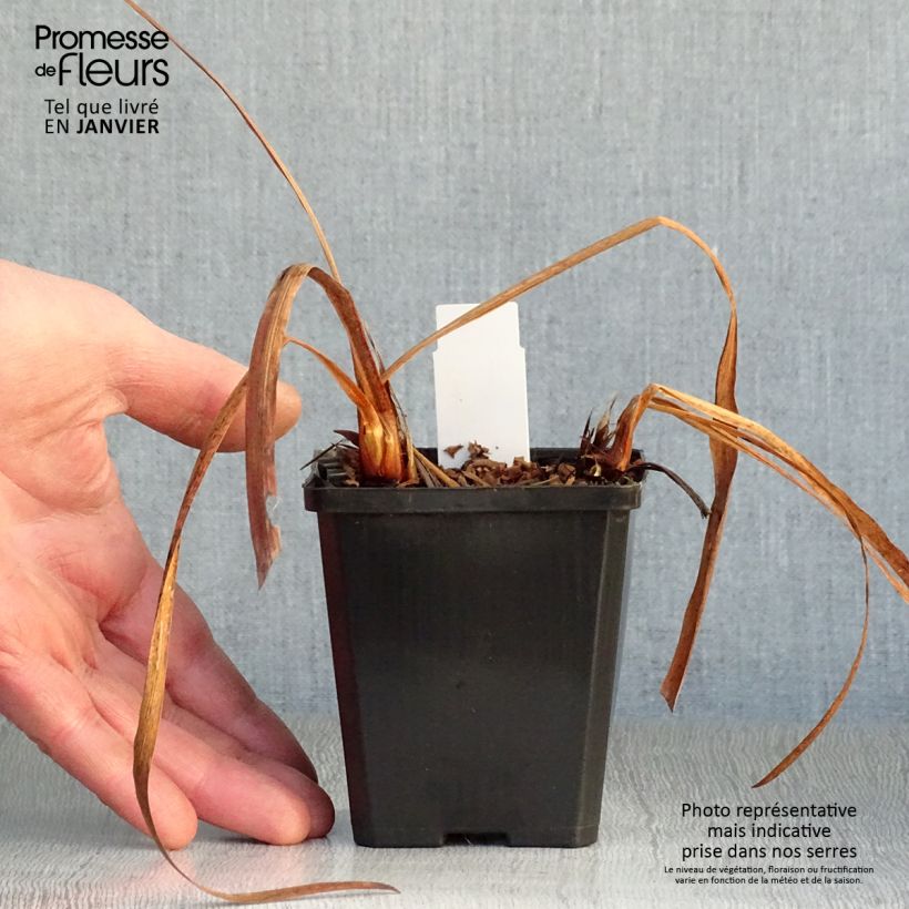 Exemplar von Iris sibirica Harpswell Happiness - Sibirische Schwertlilie Kleine Töpfe von 8/9 cm wie im Winter geliefert