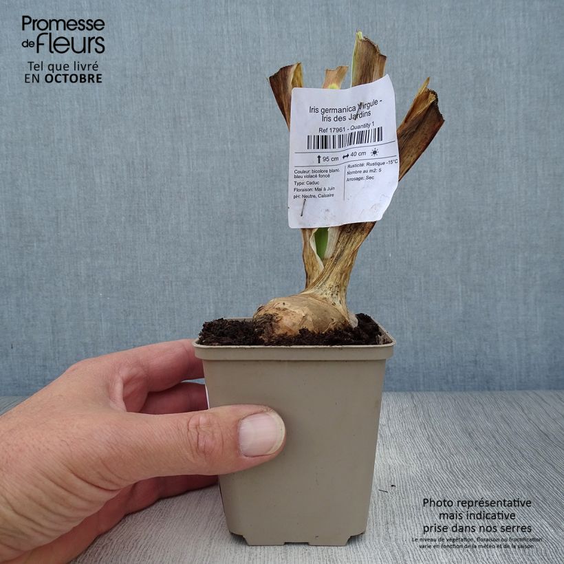 Exemplar von Iris Virgule - Schwertlilie Kleine Töpfe von 8/9 cm wie im Herbst geliefert