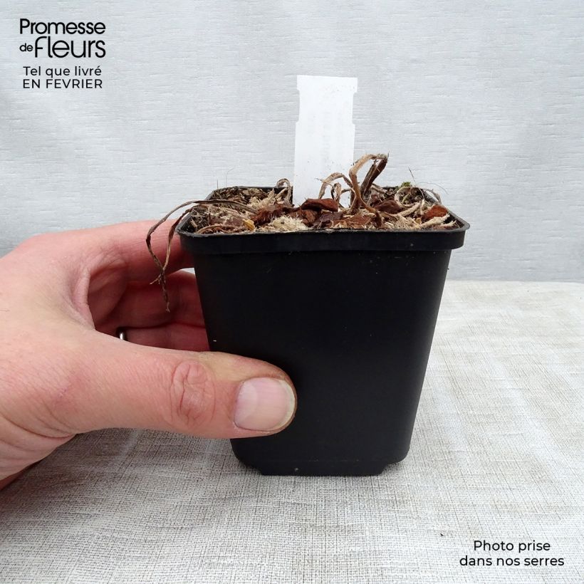 Exemplar von Iris bulleyana - Bulley-Schwertlilie Kleine Töpfe von 8/9 cm wie im Winter geliefert