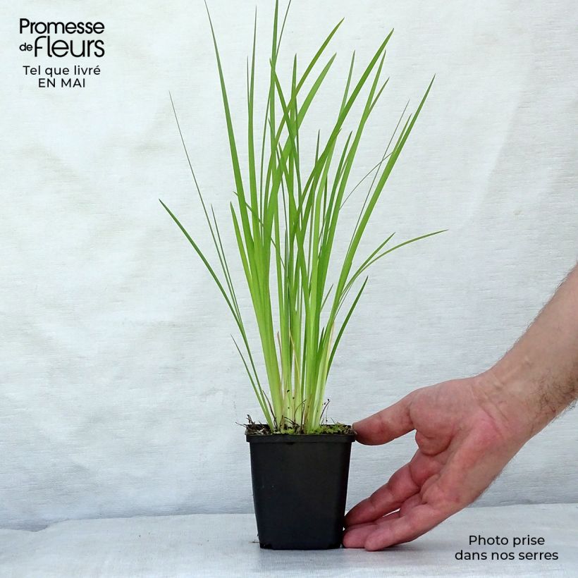 Exemplar von Iris bulleyana - Bulley-Schwertlilie Kleine Töpfe von 8/9 cm wie im Frühjahr geliefert